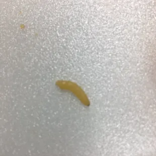 a close up of a slug