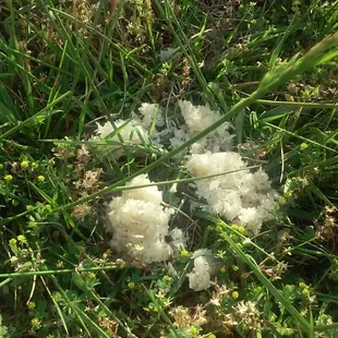 a bunch of white flowers in the grass