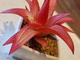 Ahi Sushi Ramen and Grill