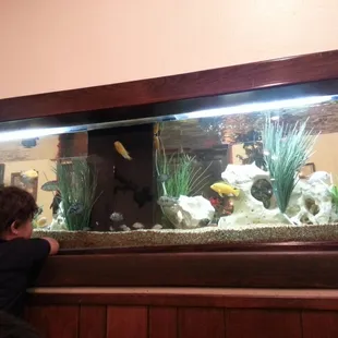 Awesome fish tank. Super clean.