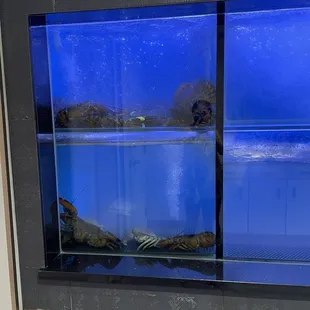 Fresh seafood