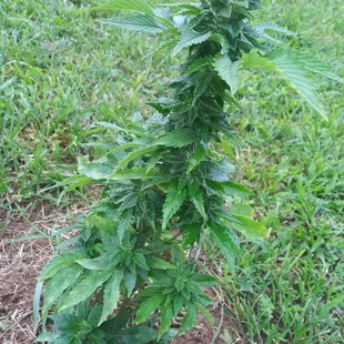 One of our Hemp babies
