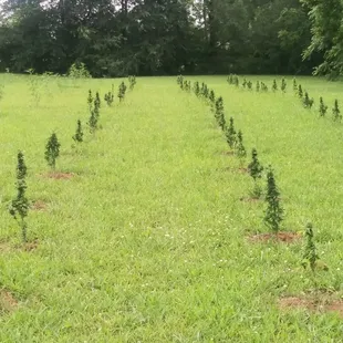 Some more of our Hemp babies