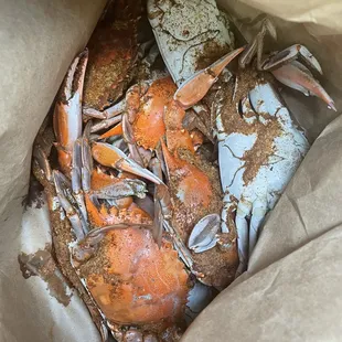 Medium male blue crabs