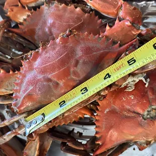 Spicy Male Crabs