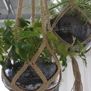 Plants on plants on plants! Bought one for my house!