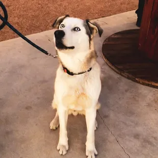 Dogs welcome