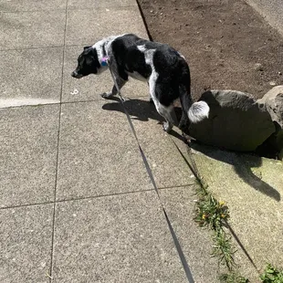 Can sneak in while walkin the dog