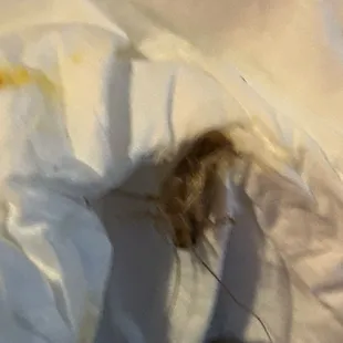 a piece of food in a bag