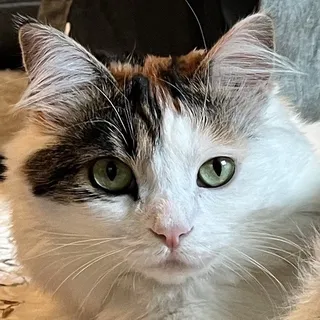 Elizabeth P.
