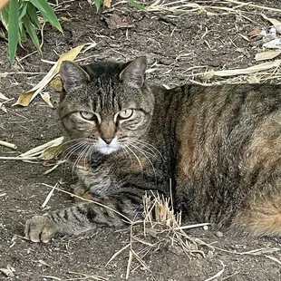 The restaurant owner