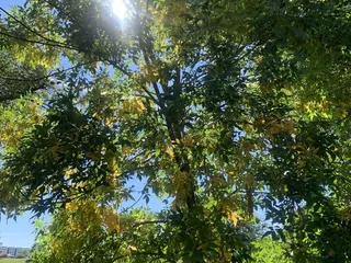 Rosamond Park