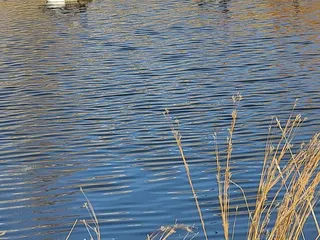 Westlands Park