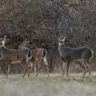 Whitetail Deer at James Reed