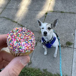 Limited edition cupcake and Betsy dog wants it!