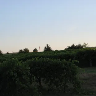Vineyard