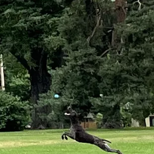 Flying dog!