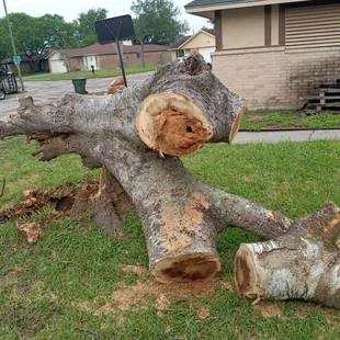 Emergency tree removal