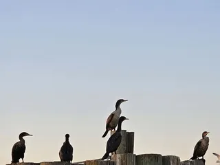 Jamestown-Scotland Ferry