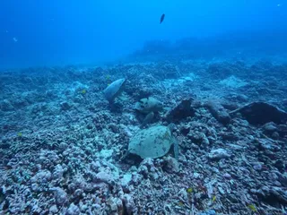 Aloha Scuba Diving Company