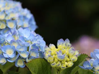 Vista Encantada Realtors