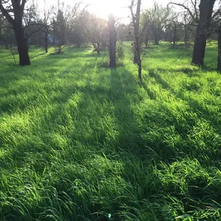 A tiny verdant paradise