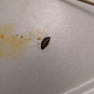 Cockroach in my curry