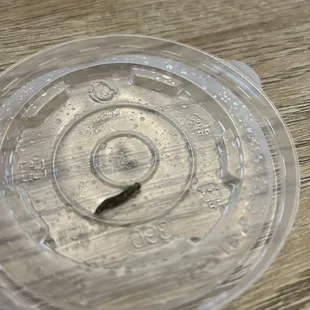 Found this maggot looking bug in our soup....