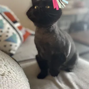 Penelope a couple days after grooming