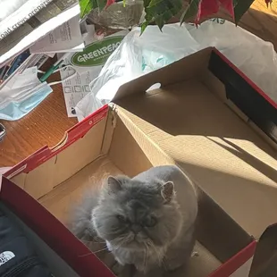 Tabitha with her Christmas trim !