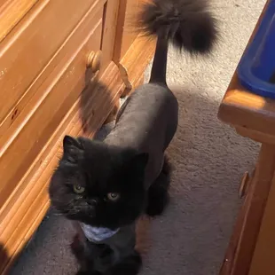 Mojo, with his Christmas cut