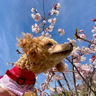 Puppy dining on the patio.