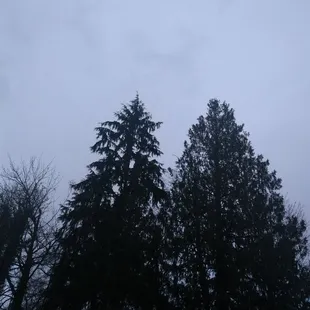the silhouettes of trees against a cloudy sky