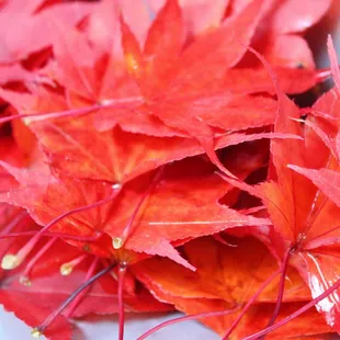 red maple leaves