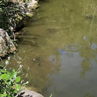 Tadpoles
