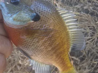 American Legion Park