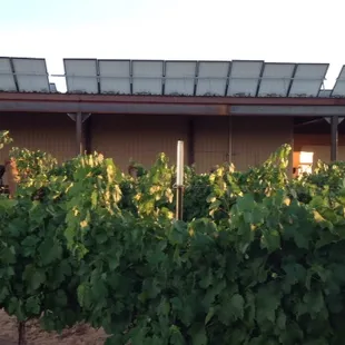 Winery is 100% Solar