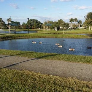 Great place to take the kids to feed geese and other water fowl!