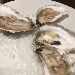 Barren Island Oysters