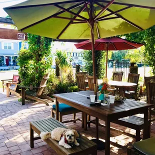 Mocha Coconut enjoying the courtyard and fresh shaded air