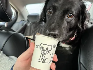 Moody Cat Coffee Shop