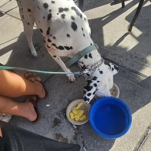 Luna eating her eggs &amp; chicken