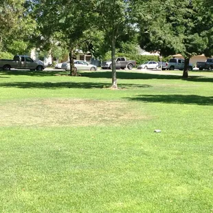Plenty of grass
