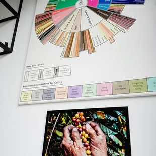 a hand holding coffee beans