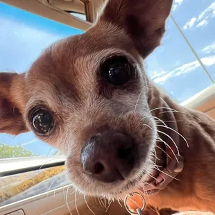 Penny loved her puppachino!