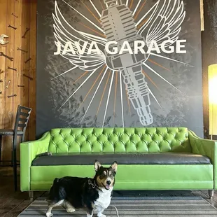 a dog standing in front of a green couch