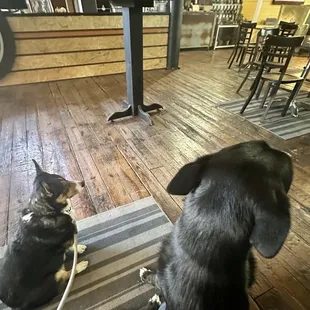 a dog and a cat sitting on the floor