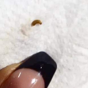 a tiny bug on a finger