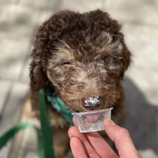Pup Cups, 20/10 rating. Brad the Doodle approves.