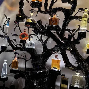 Tequila tree